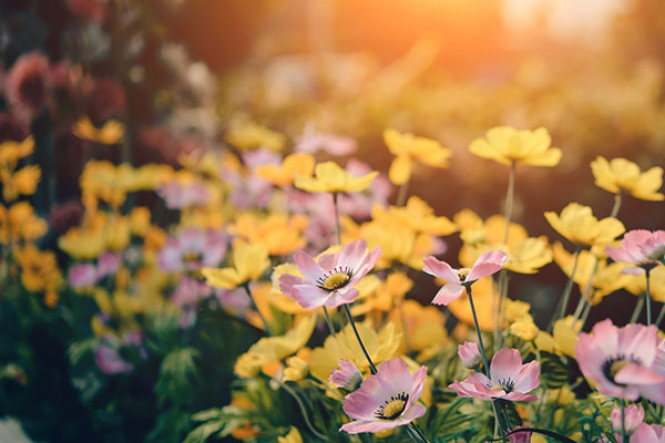 Spring 2019 Favorite Floral Fragrances